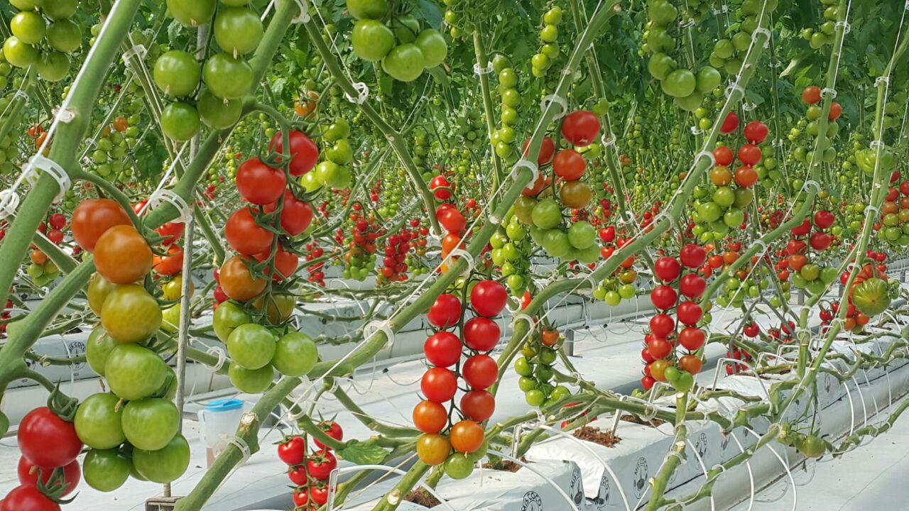 Zonguldak'ta Seracılık OSB Çalışmaları Hız Kazandı Galeri