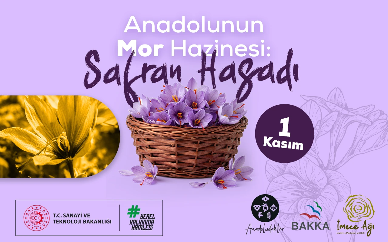 Safranbolu’da Morun ve Dayanışmanın Hasadı: Anadoludakiler’den Safran İmecesi