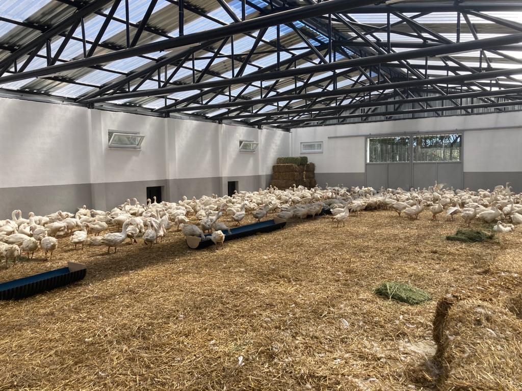 Eflani Kaz Çiftliği İlk Meyvesini Verdi