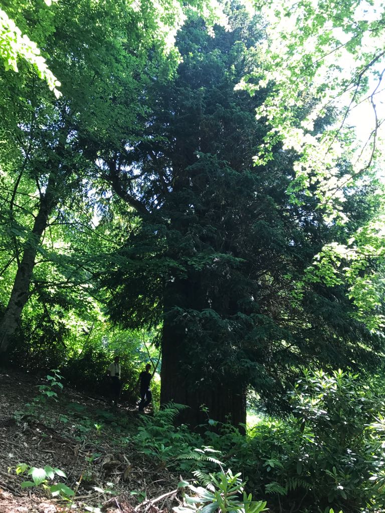 Porsuk Ağacı İlgi Görmeye Devam Ediyor