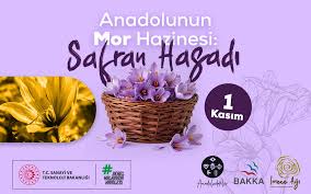 A Harvest of Purple and Solidarity in Safranbolu: Saffron Collective Work from Anadoludakiler