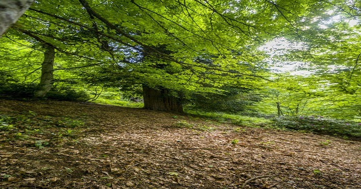4113 Yaşındaki Porsuk Ağacı Tescillendi